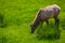 Moose eating grass