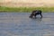 Moose Eating in the Madison River