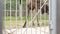 Moose eating peel from a branch in a zoo cage, background, population