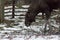 Moose eating tree bark in elk farm. Wild life in swedish nature park Skansen, Stockholm, Sweden