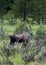 Moose eating tree leaves