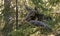 Moose or elk, Alces alces, female standing behind a spruce