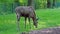 The moose or elk, Alces alces is the largest extant species in the deer family.