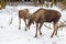 Moose or Elk with calf