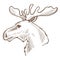 Moose or elk Canadian symbol animal with horns wildlife