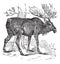 Moose or Eurasian Elk or Alces alces, vintage engraving