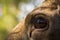 Moose or European elk Alces alces female eye close up