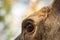 Moose or European elk Alces alces female eye close up