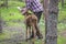 From a moose farm on ed in sweden, moose calf, female, being fed