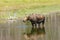 Moose feeding in a pond