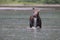 Moose Feeding in Pond in Glacier National Park in Montana USA