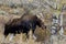 Moose Female  704798