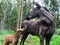 Moose female with its calf in Swedish forest