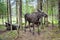Moose flock in Sweden