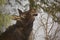 Moose foraging branches in a Northern BC backyard.