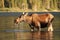 Moose at Glacier National Park