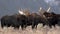 Moose in Grand Teton National Park