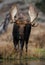 Moose in Grand Teton National Park