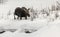 Moose Grand Tetons February 2023
