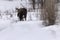 Moose Grand Tetons February 2023