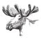 Moose head in graphic style