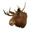 Moose head on a white background (Alces alces)