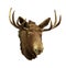 Moose head on a white background (Alces alces)