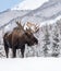 Moose in Jasper National Park, Canada