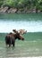 Moose in a lake