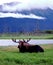 Moose laying with a mountain in the background