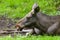 Moose lies down on green grass