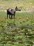 Moose Among Lily Pads