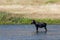 Moose in the Madison River