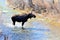 Moose makes its way through a stream in Jackson Hole, Wyoming