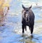 Moose makes it`s way through a stream in Jackson Hole, Wyoming