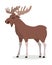 Moose Male Vector Illustration in Flat Design