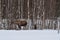 Moose mother and calf in winter nature