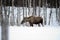Moose mother feeding from birch trees in winter