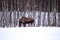 Moose mother feeding from birch trees in winter