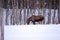 Moose mother feeding from birch trees in winter nature