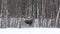 Moose mother feeding from birch trees in winter nature