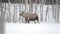 Moose mother feeding from birch trees in winter nature