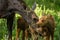 Moose mother and twin calves caress