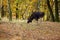 The moose North America or elk Eurasia scientic name ,Alces alces, in the autumn forest.Big male in the forest