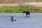 Moose and Paddle Boarder in River