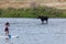 Moose and Paddle Boarder in River