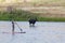 Moose and Paddle Boarder in River