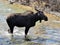 Moose pauses in the middle of a stream-bed while looking for plant life to eat during late Spring in Jackson Hole, Wyoming.