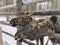 Moose peek out of the fence in winter