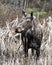 Moose Photo Stock. Front view in the forest in the springtime displaying muzzle, eyes, ears, brown coat with a blur forest